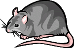 clipart rat